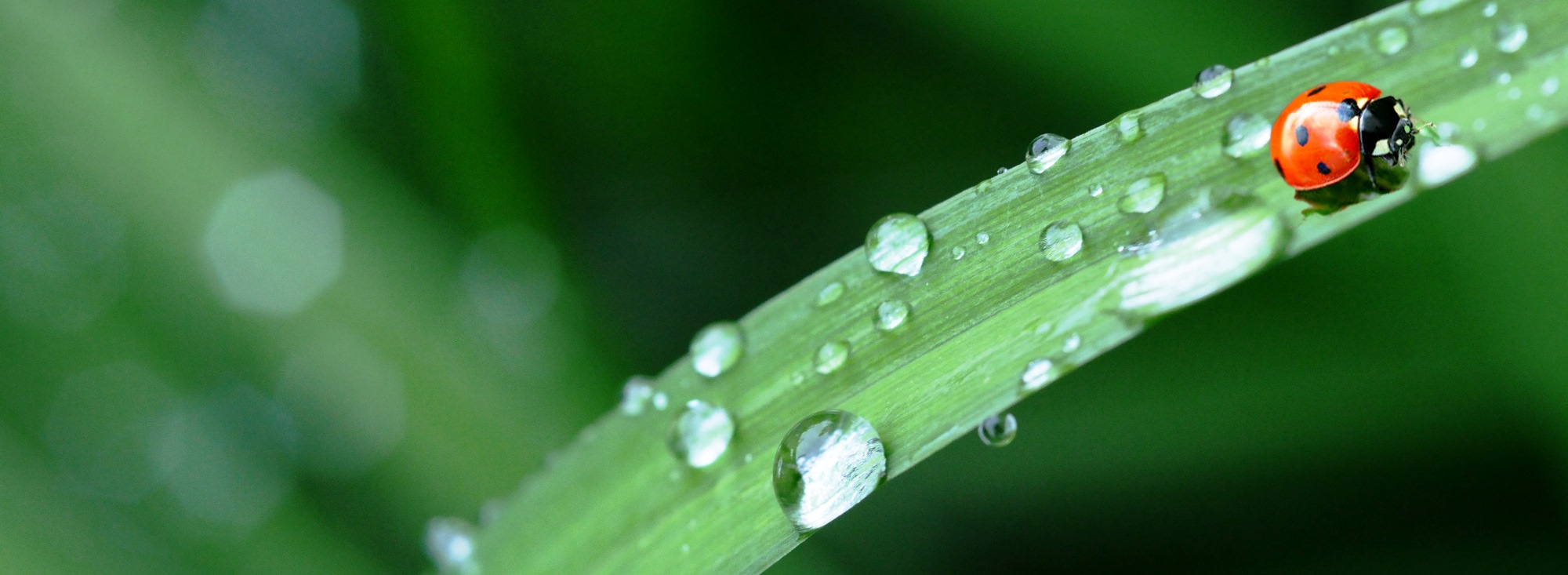 Renewem s.r.l. - Chi siamo - sustainability