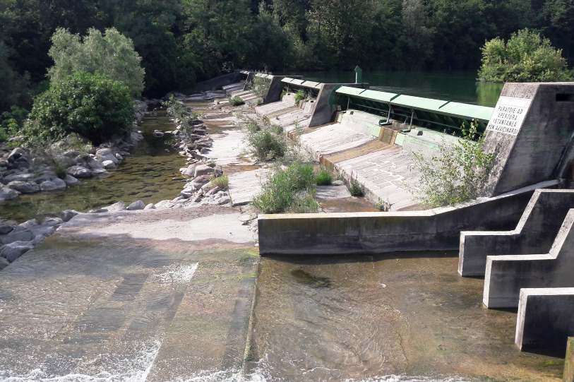 Scopri di più sull'articolo Capriolo
